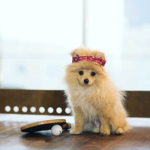 Meet your Posher, Daniel